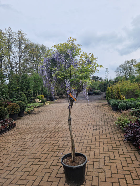 Wisteria Blauwe regen floribunda Lawrence Op stam