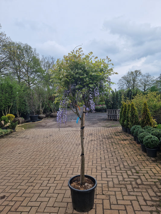 Wisteria Blauwe regen floribunda Lawrence Op stam
