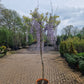 Wisteria sinensis blauwe regen op stam XXL