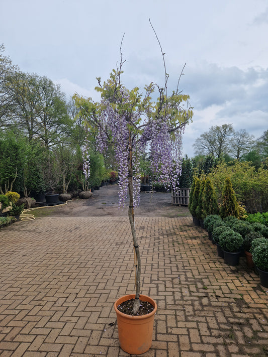 Wisteria sinensis blauwe regen op stam XXL