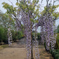 Wisteria sinensis blauwe regen op stam XXL