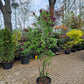 Syringa vulgaris Charles Joly Sering 175cm Paars rood