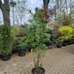 Syringa vulgaris Charles Joly Sering 175cm Paars rood