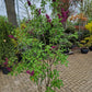 Syringa vulgaris Charles Joly Sering 175cm Paars rood