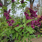 Syringa vulgaris Charles Joly Sering 175cm Paars rood