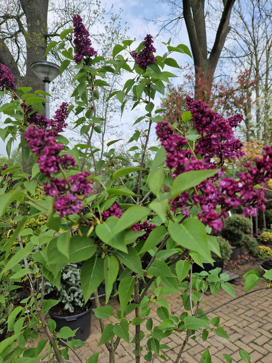 Syringa vulgaris Charles Joly Sering 175cm Paars rood