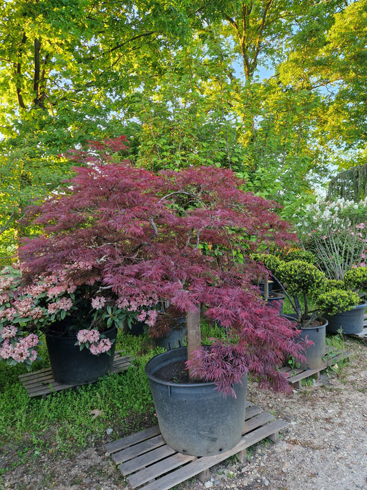 Japanse esdoorn 30 jaar oud