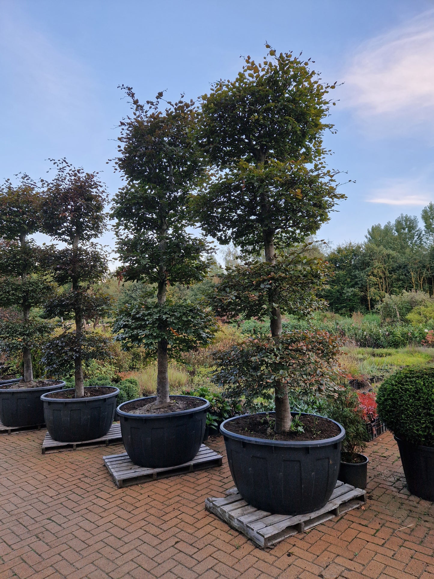 Fagus Sylvatica Atropunicea XXL rode vormsnoei beuk