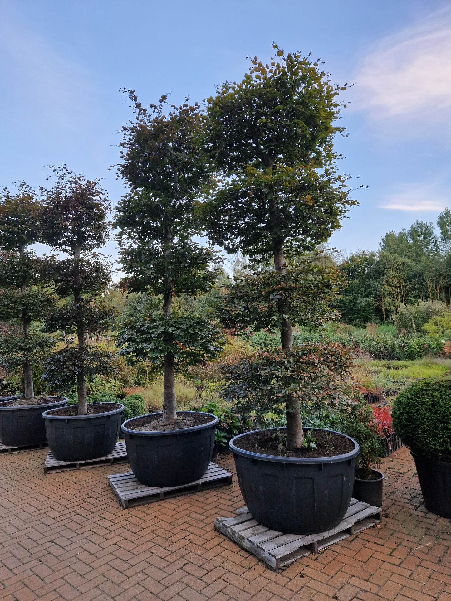 Fagus Sylvatica Atropunicea XXL rode vormsnoei beuk