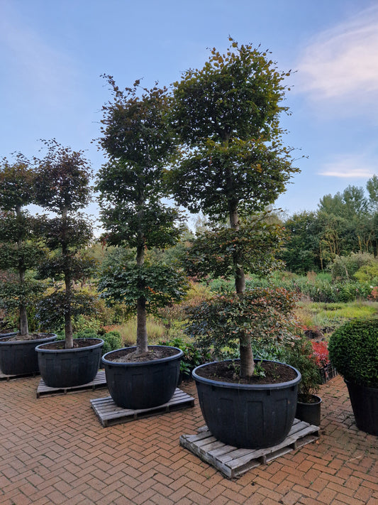 Fagus Sylvatica Atropunicea XXL rode vormsnoei beuk