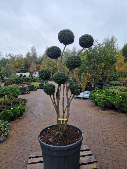 Taxus baccata Bonsai #10