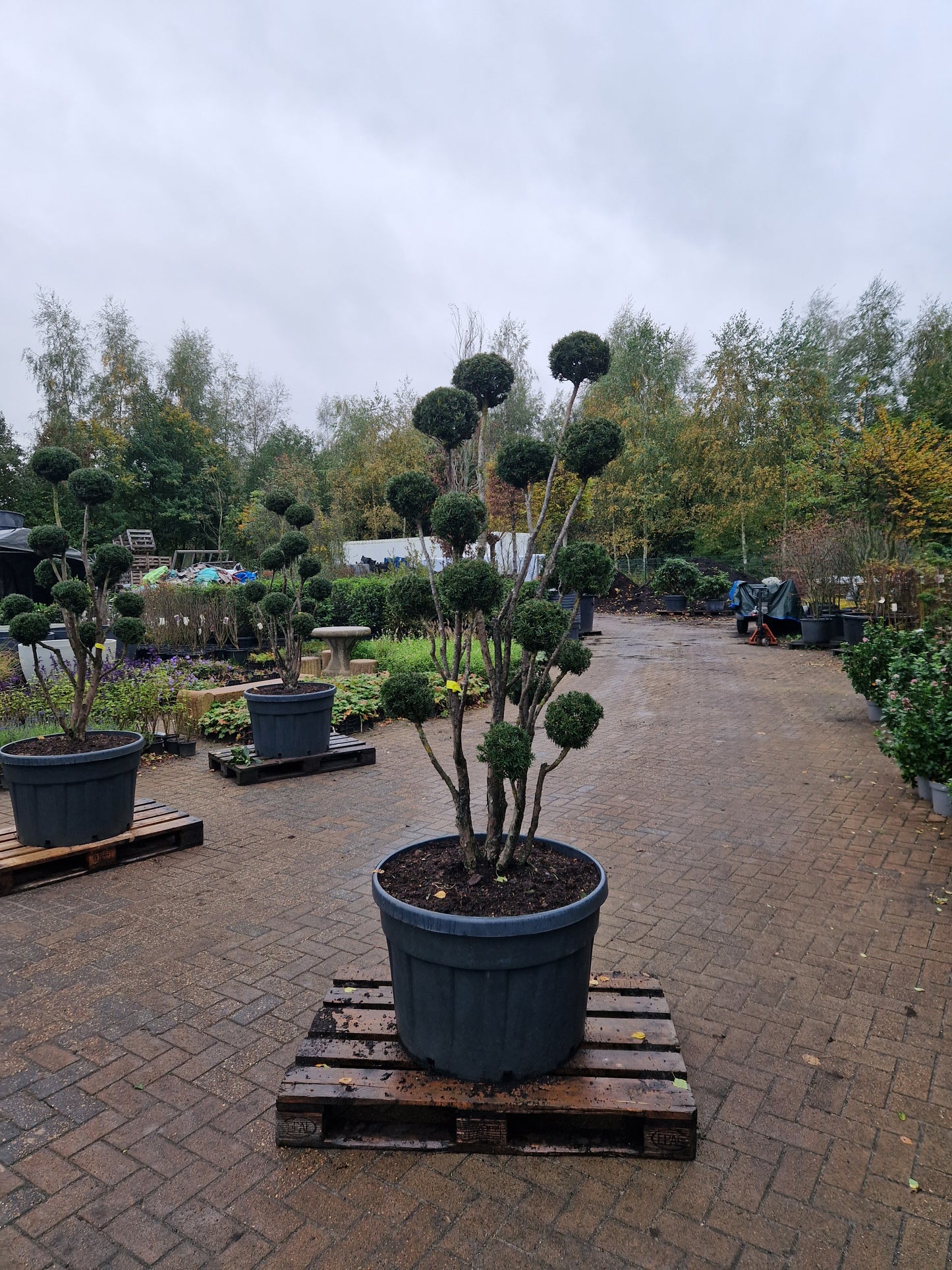 Taxus baccata Bonsai #9