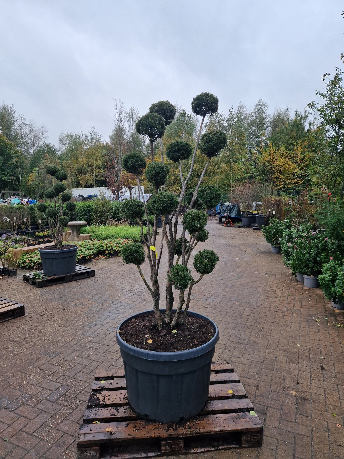 Taxus baccata Bonsai #9