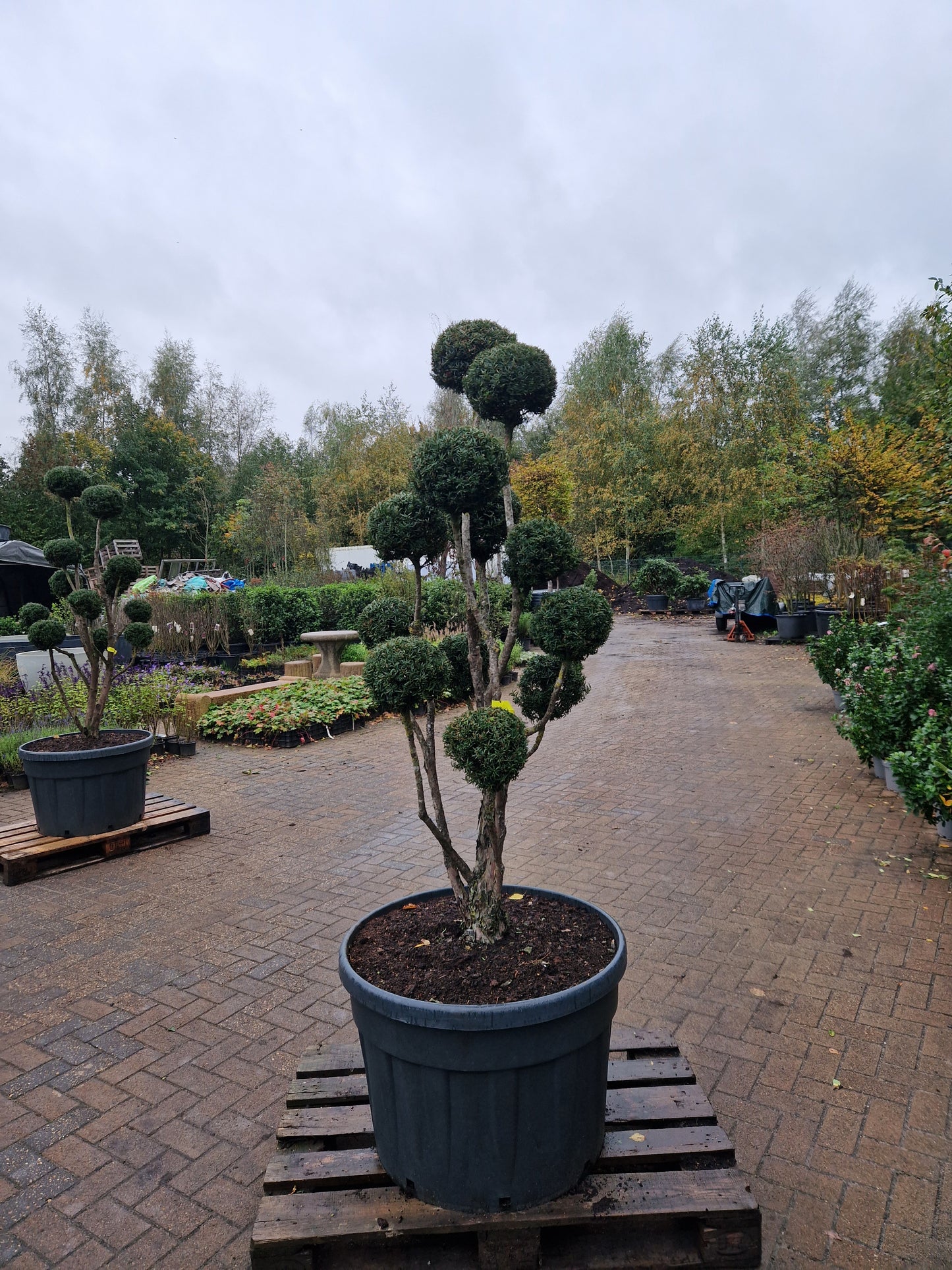 Taxus baccata Bonsai #8
