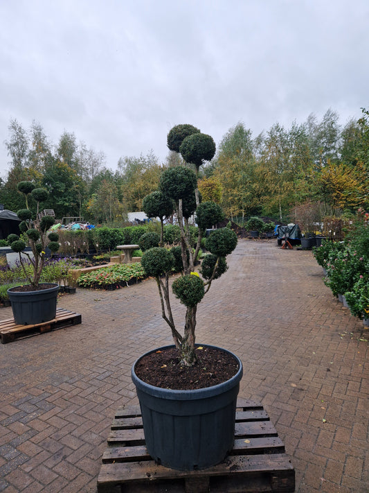Taxus baccata Bonsai #8