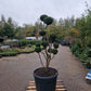 Taxus baccata Bonsai #7