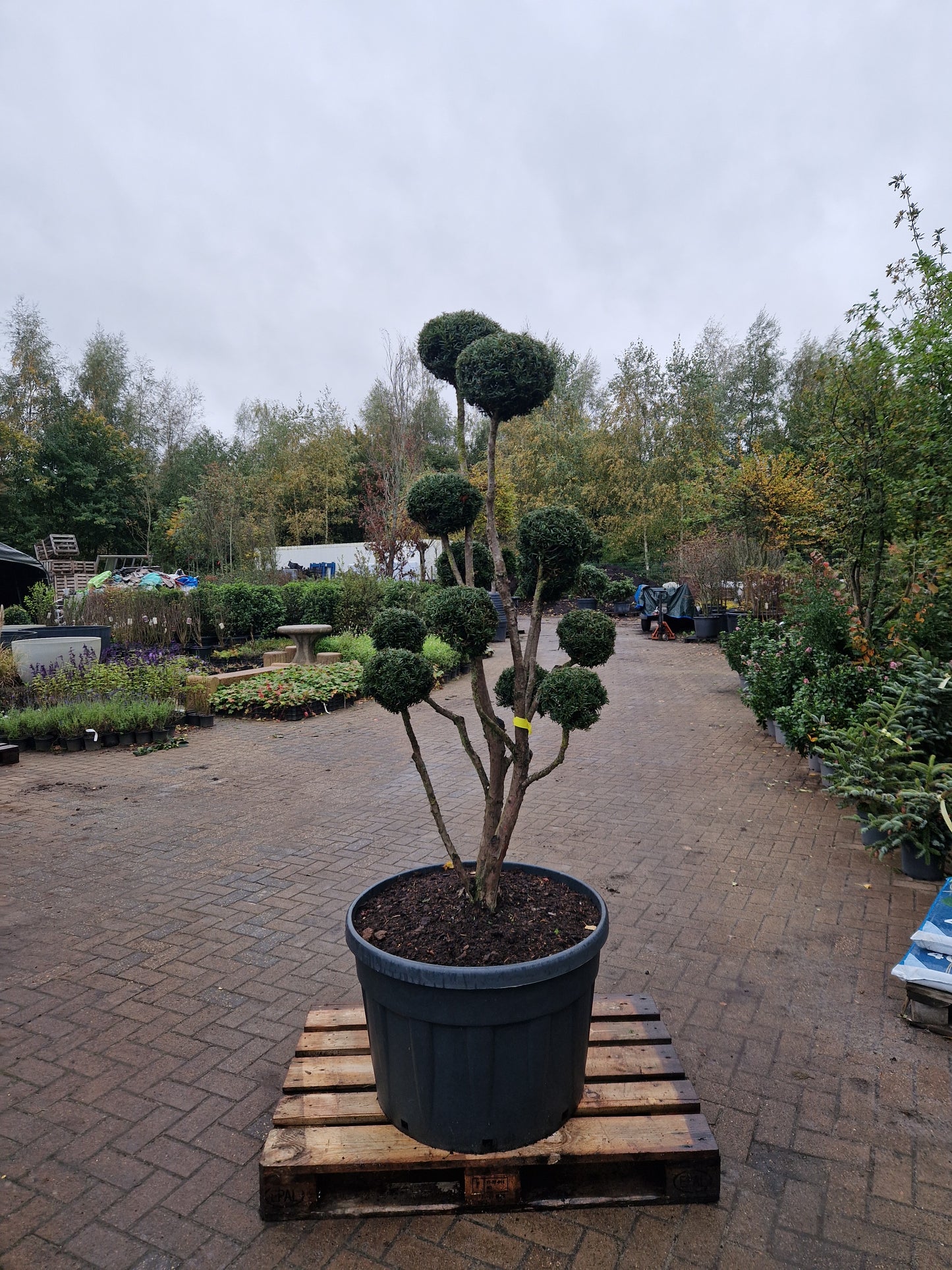 Taxus baccata Bonsai #7