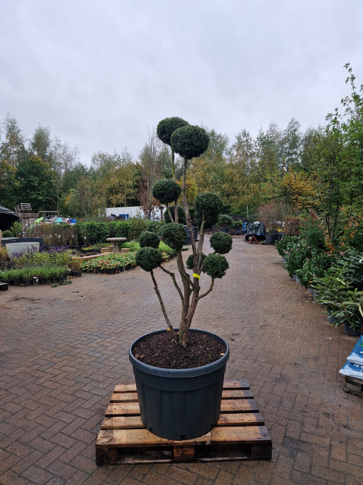 Taxus baccata Bonsai #7
