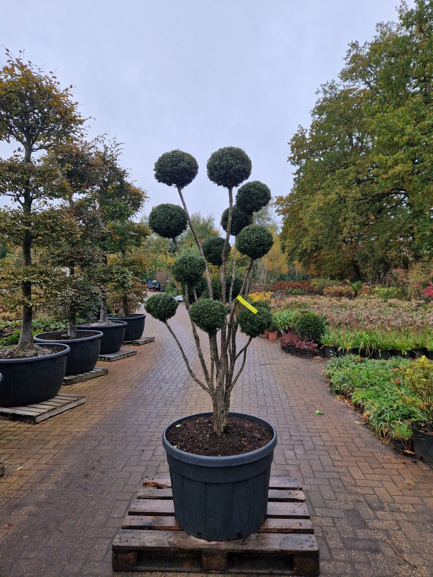 Taxus baccata Bonsai #6