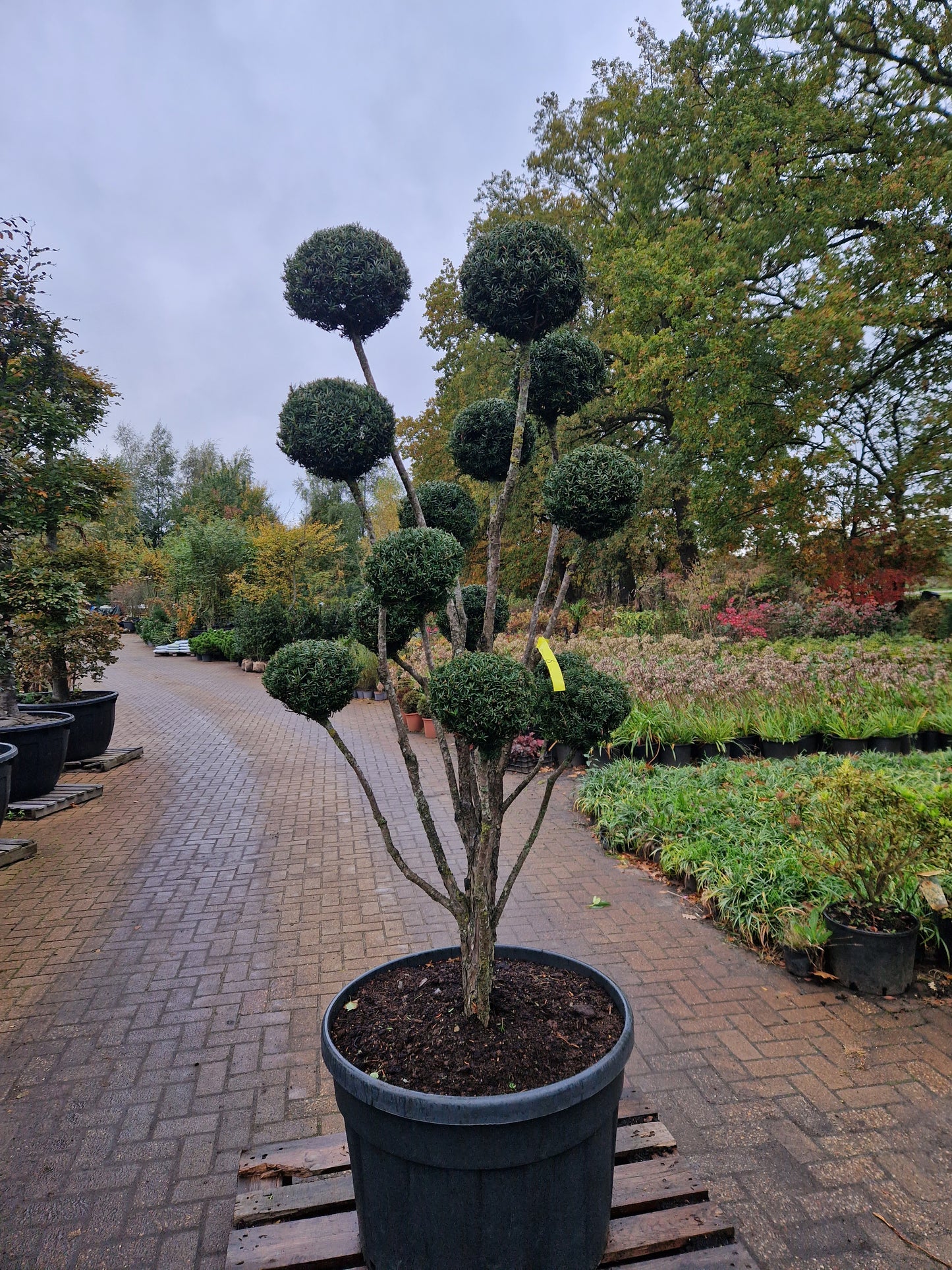 Taxus baccata Bonsai #6