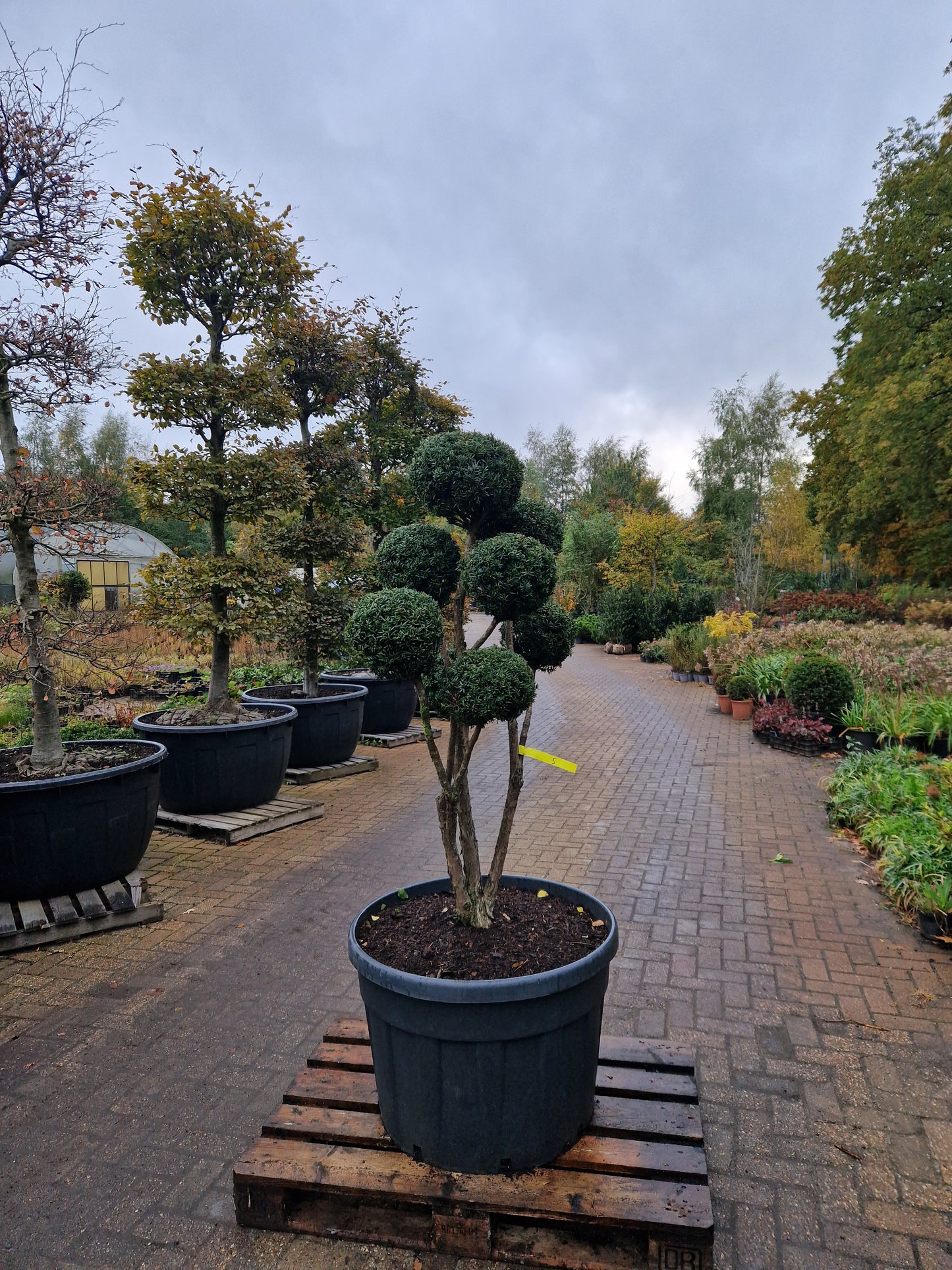 Taxus baccata Bonsai #5