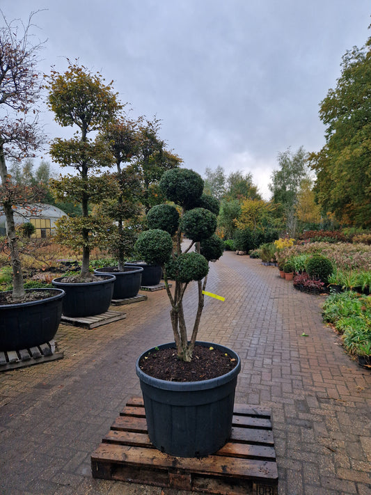 Taxus baccata Bonsai #5