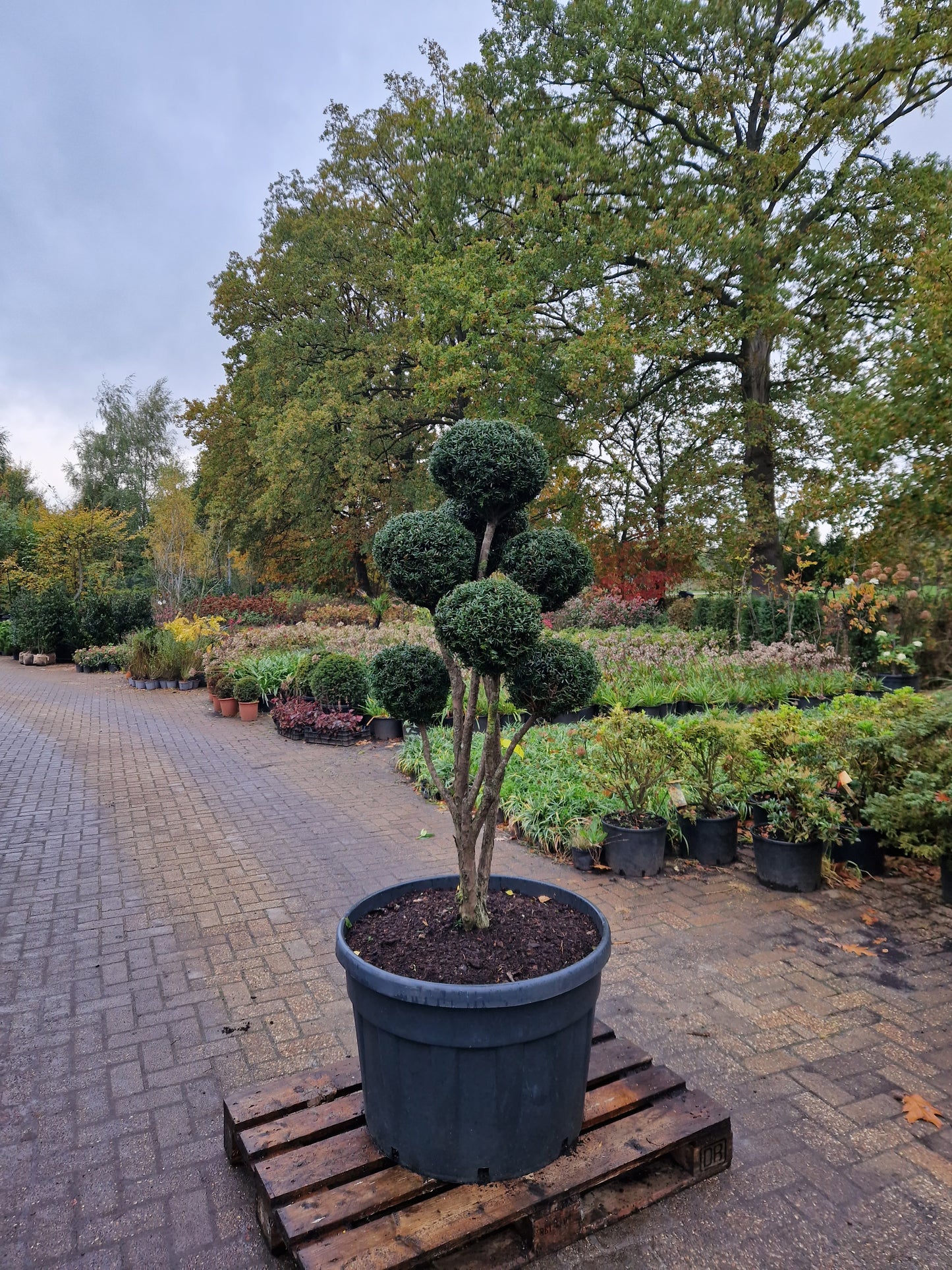 Taxus baccata Bonsai #5