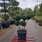 Taxus baccata Bonsai #4