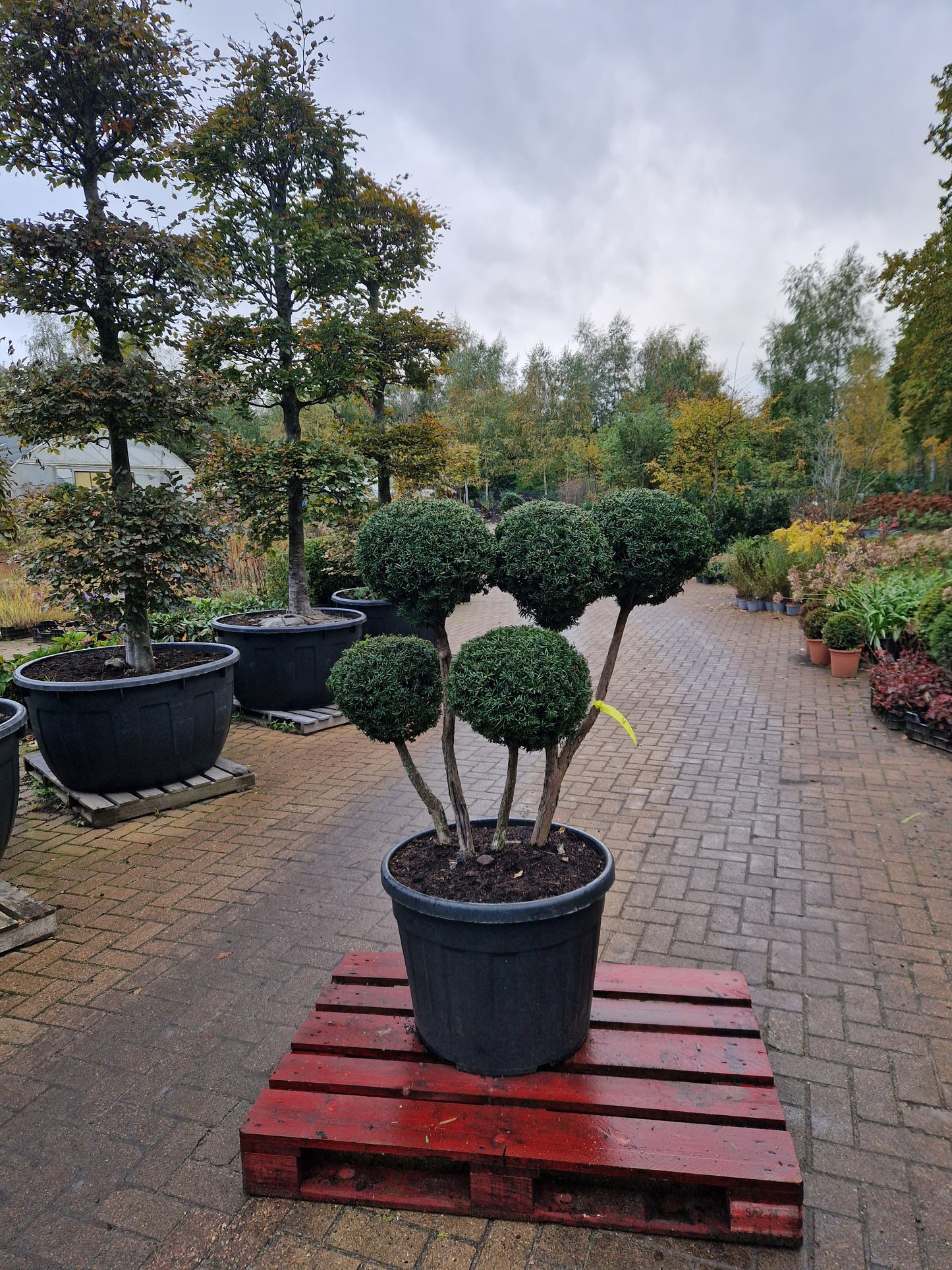 Taxus baccata Bonsai #4
