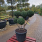 Taxus baccata Bonsai #4