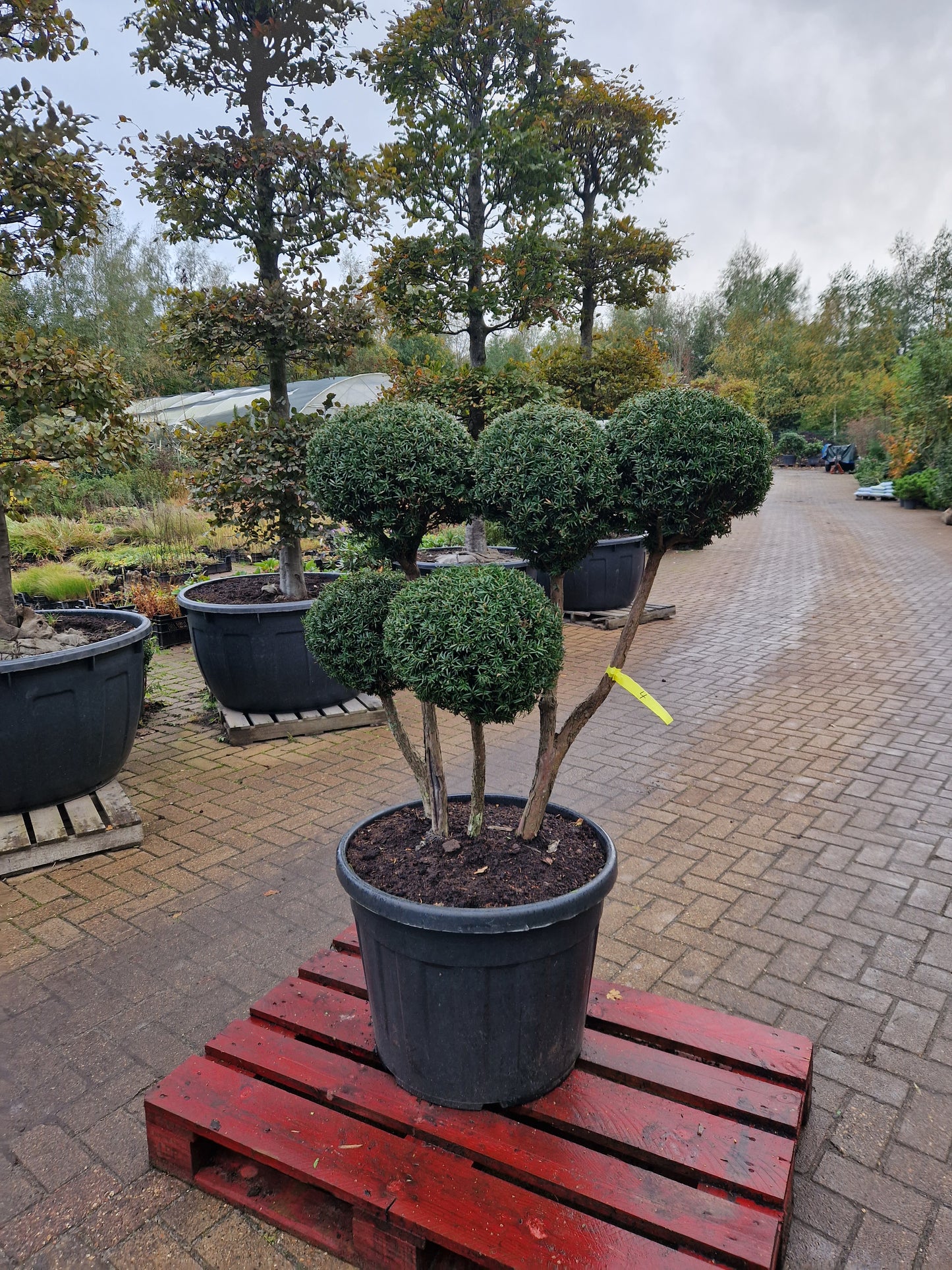 Taxus baccata Bonsai #4