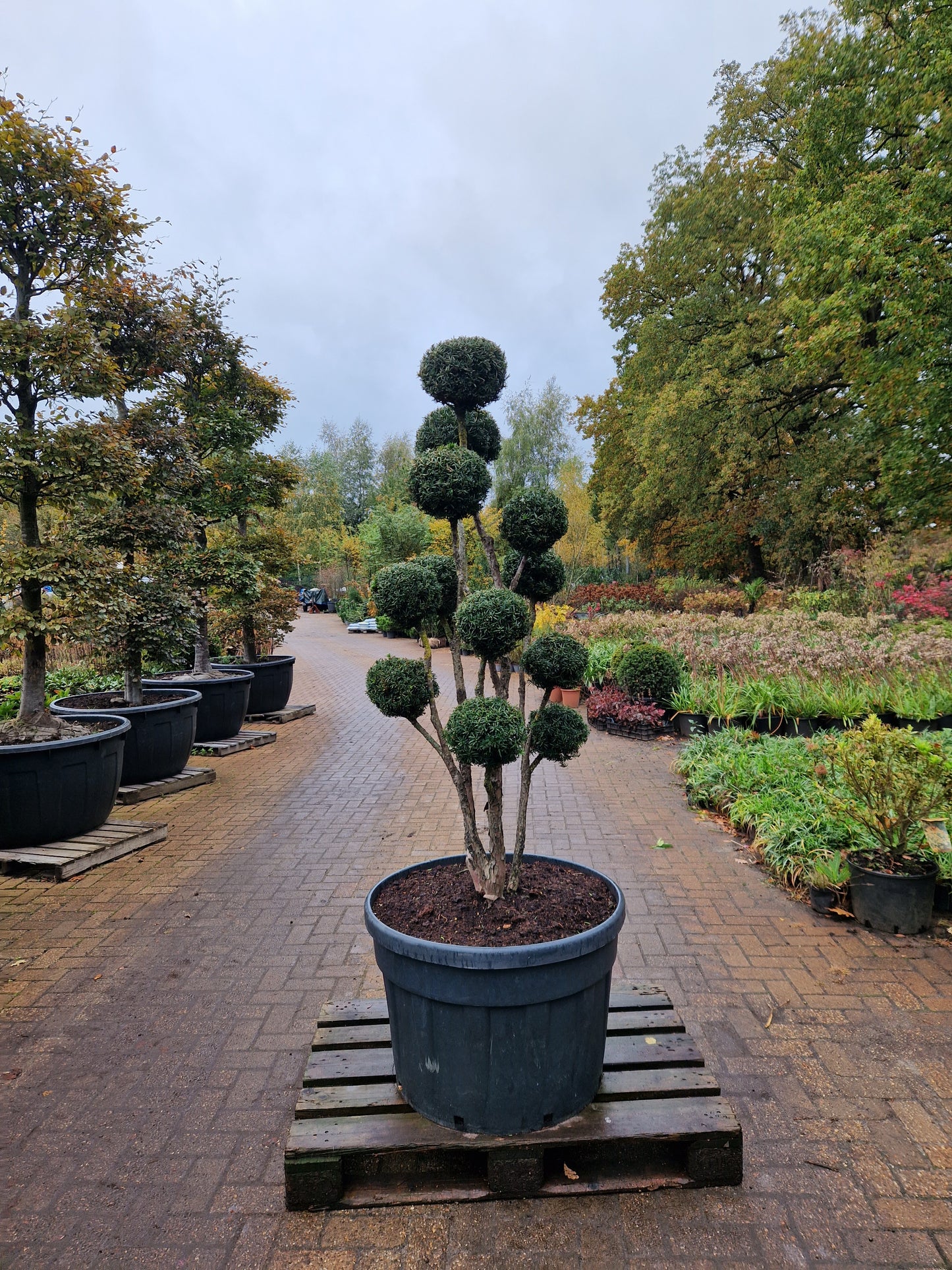 Taxus baccata Bonsai #3