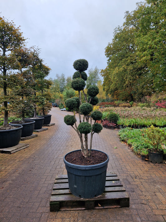 Taxus baccata Bonsai #3