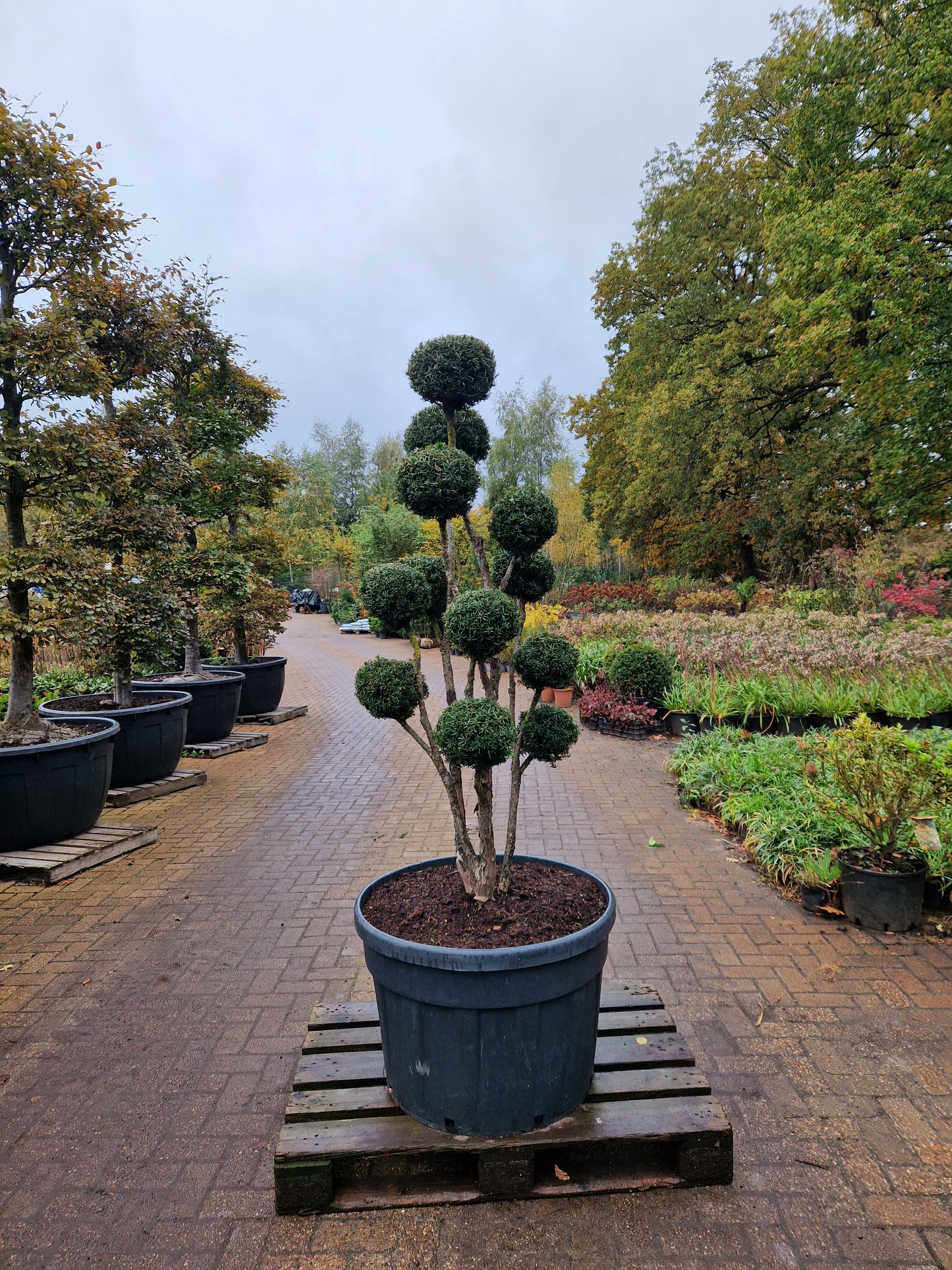 Taxus baccata Bonsai #3