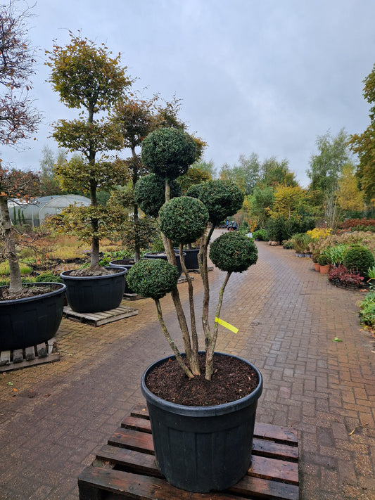 Taxus baccata Bonsai #2