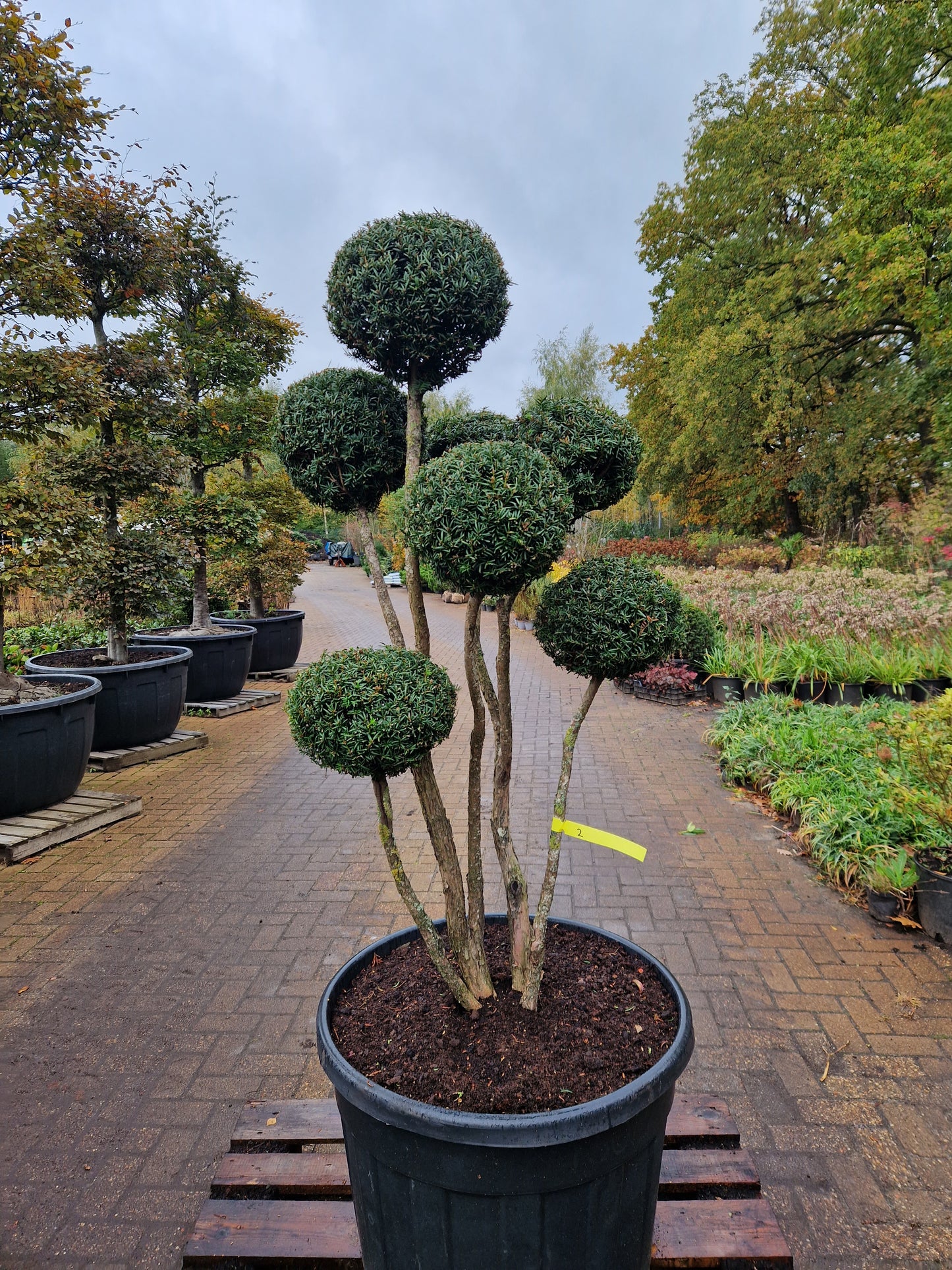 Taxus baccata Bonsai #2