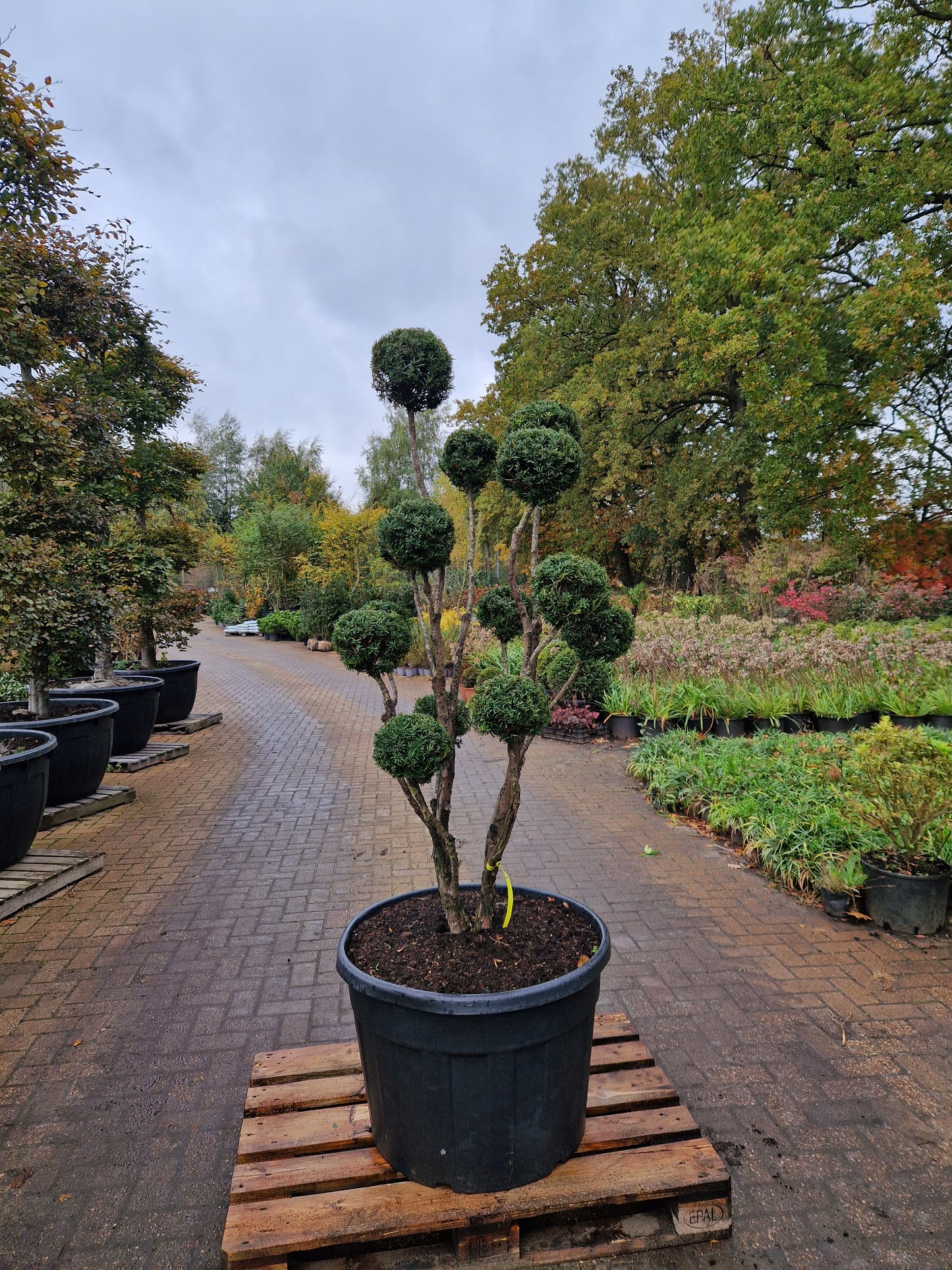 Taxus baccata Bonsai #1