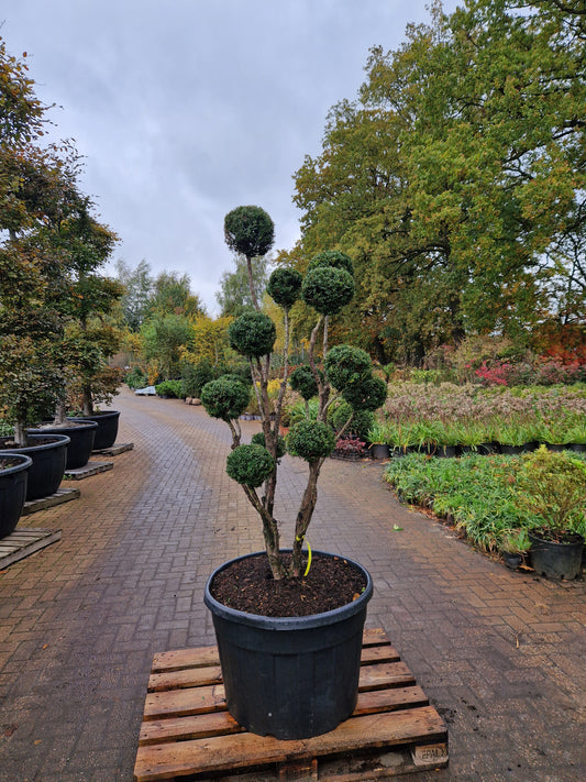 Taxus baccata Bonsai #1