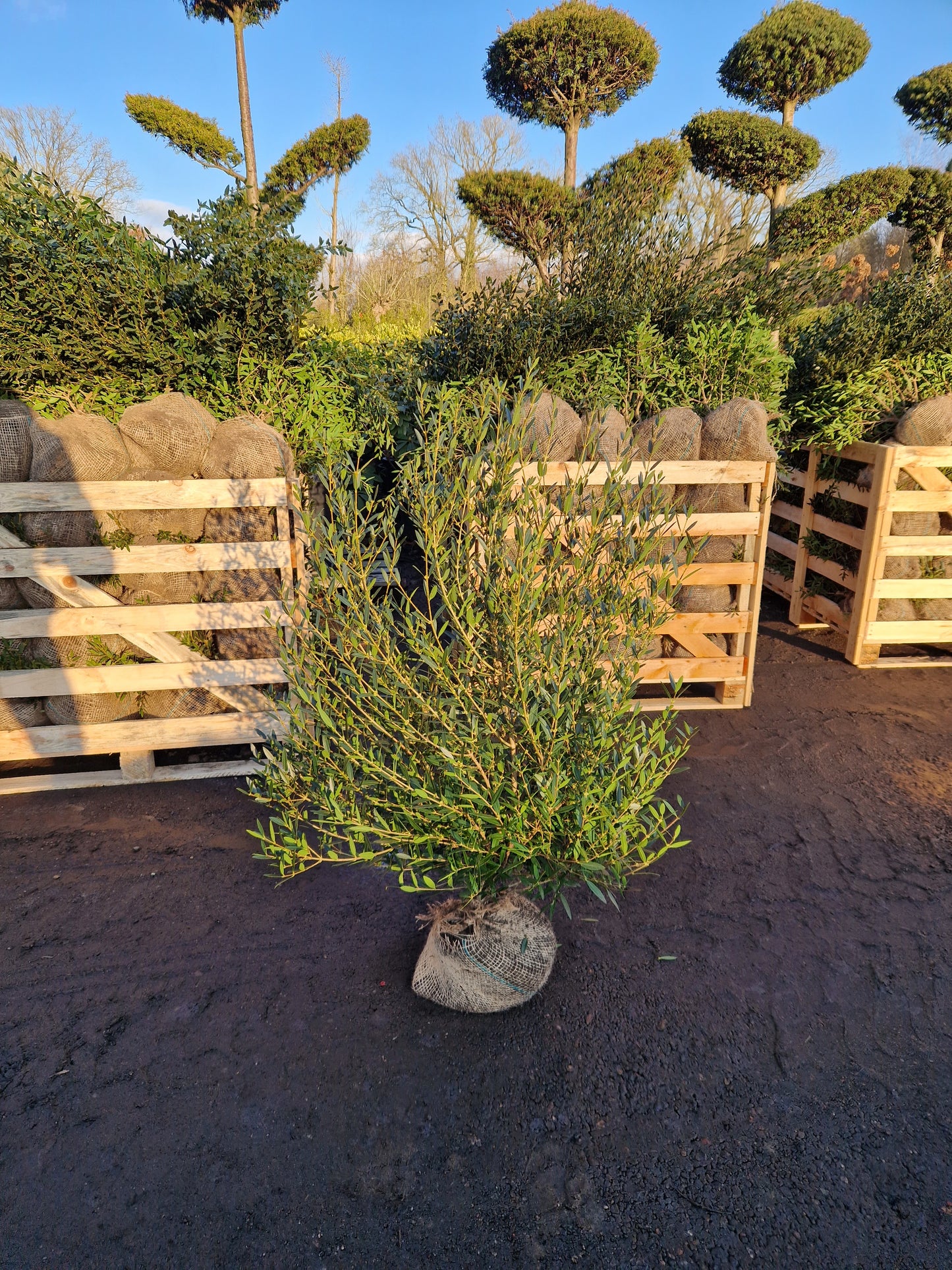 Phillyrea Angustifolia Steenlinde 80-100 cm