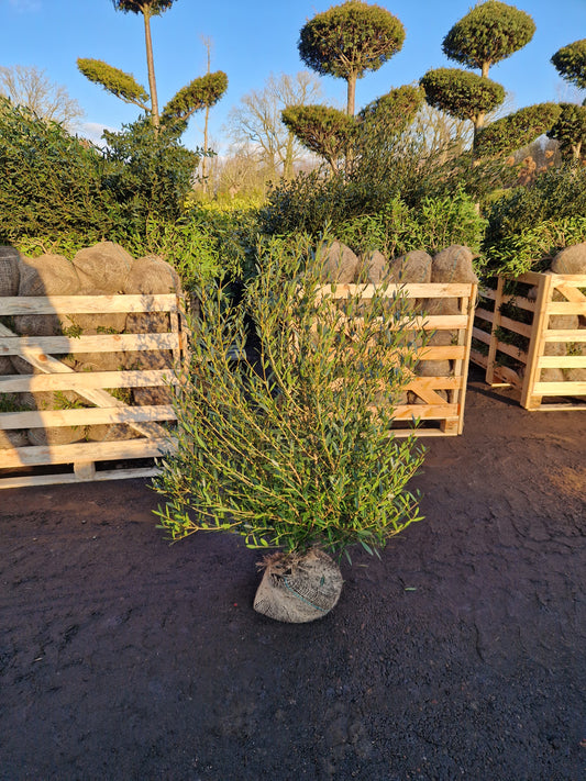 Phillyrea Angustifolia Steenlinde 80-100 cm