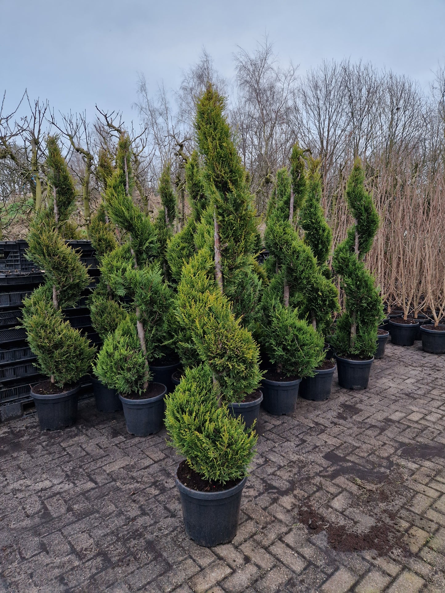 Cupressocyparis leylandii Spiraal 175-200cm