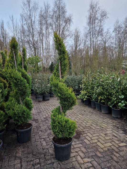 Cupressocyparis leylandii Spiraal 175-200cm