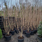 Lagerstroemia indica Rosea indische sering 175-200cm Roze meerstam