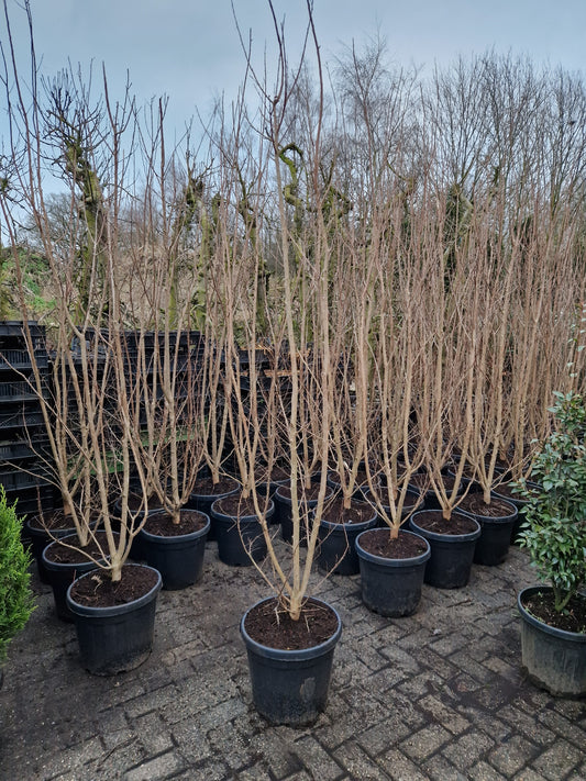 Lagerstroemia indica Rosea indische sering 175-200cm Roze meerstam
