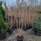 Lagerstroemia indica Rosea indische sering 175-200cm Roze meerstam