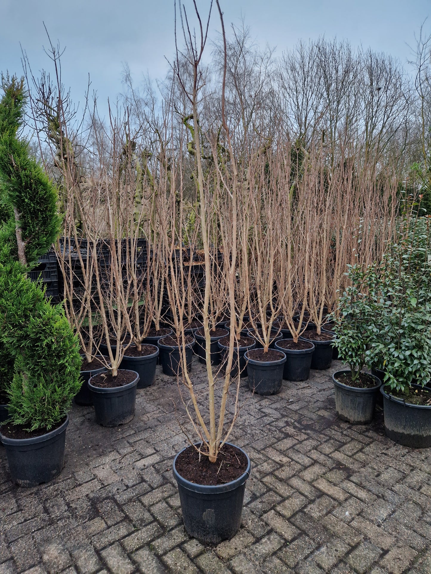 Lagerstroemia indica Rosea indische sering 175-200cm Roze meerstam