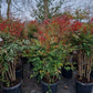 Nandina domestica hemelse bamboe 125-150cm XXL