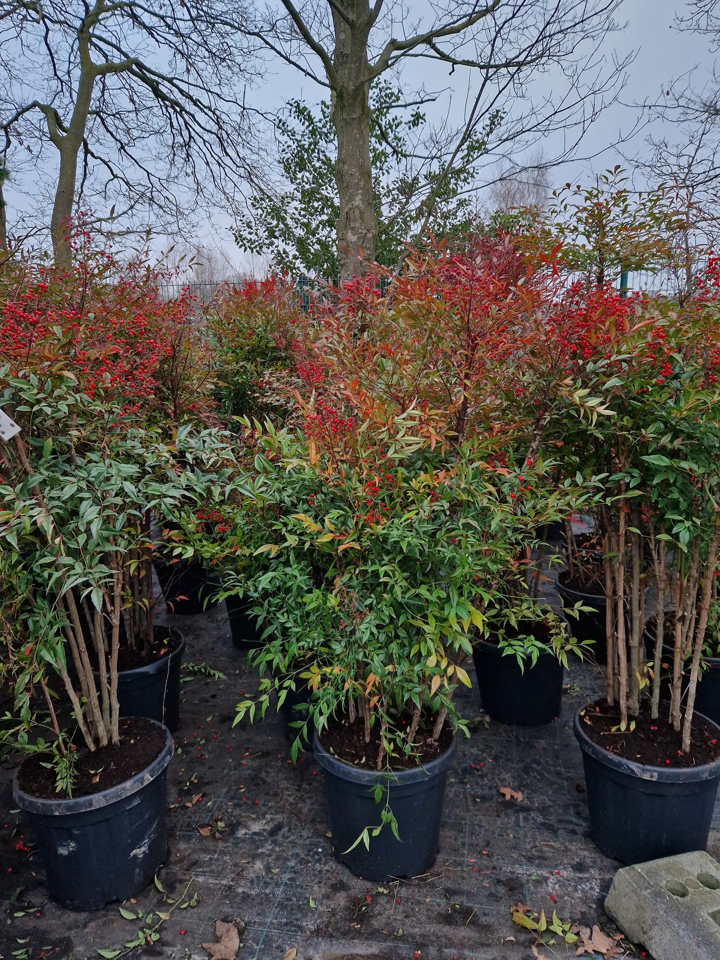 Nandina domestica hemelse bamboe 125-150cm XXL
