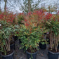 Nandina domestica hemelse bamboe 125-150cm XXL