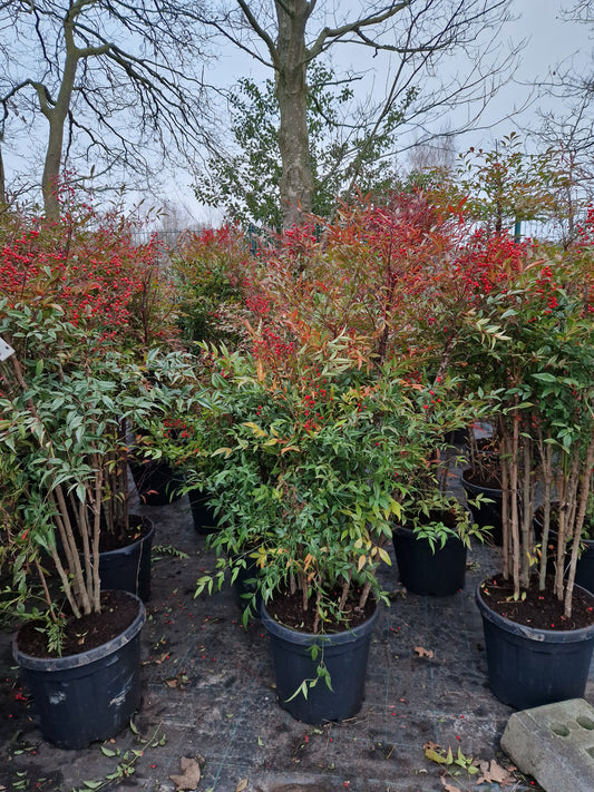 Nandina domestica hemelse bamboe 125-150cm XXL